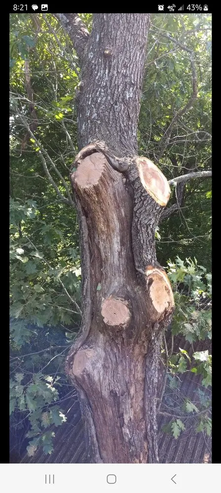 Custom landscape installation in Paris, TX by B - Well Tree Service