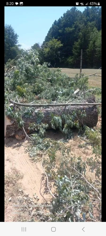 Professional landscaping services in Paris, TX - B - Well Tree Service