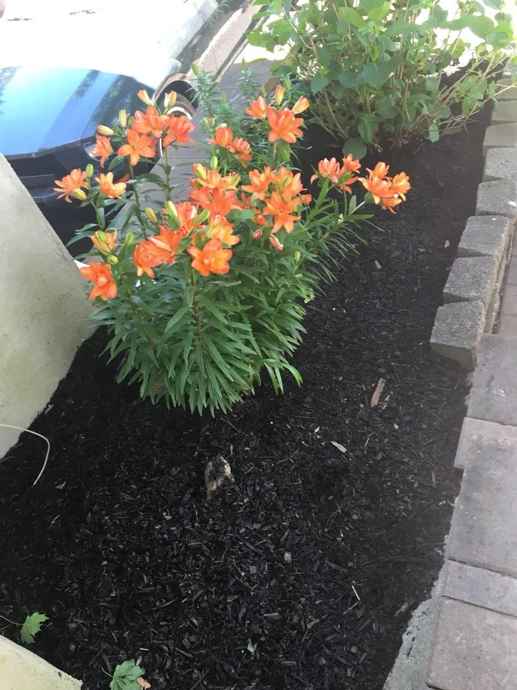 Reliable lawn care service experts serving Oakdale, NY - B & B Maintenance Services, Inc