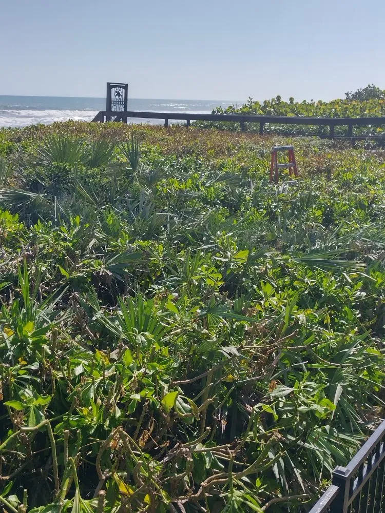 Expert lawn mowing service with custom design across Palm Bay, FL - B & C Lawn techs