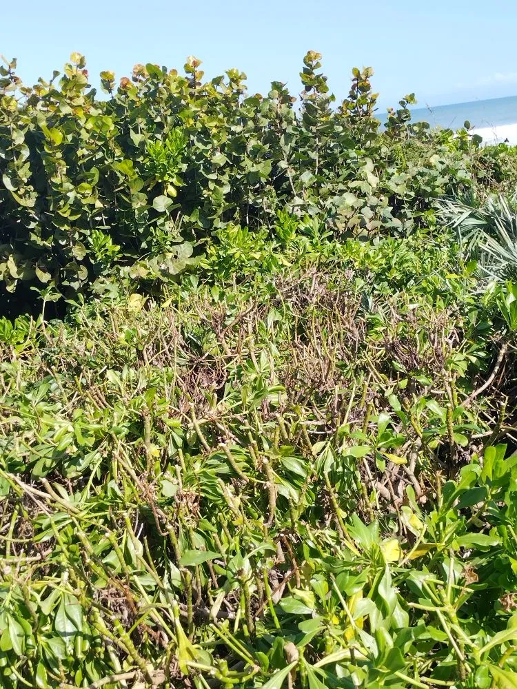 Trusted yard cleanup service in Palm Bay, FL - B & C Lawn techs