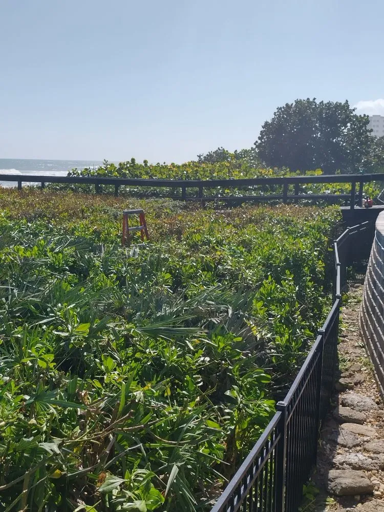 Top-rated yard cleanup service with custom design in Palm Bay, FL by B & C Lawn techs