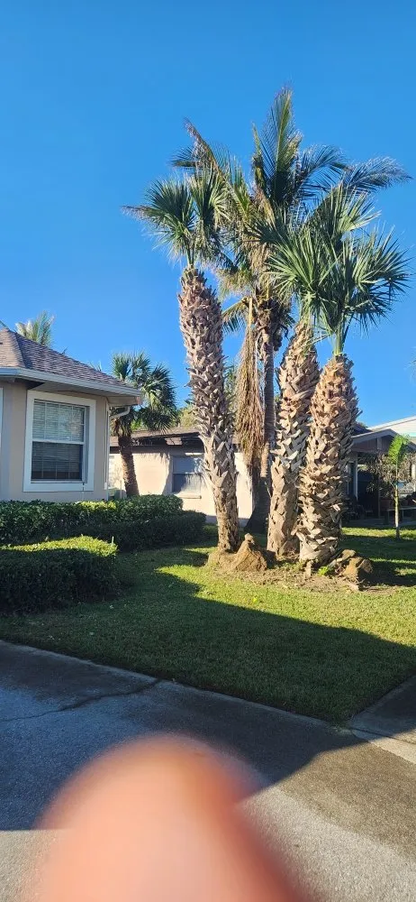 Professional landscaping services in Palm Bay, FL - B & C Lawn techs