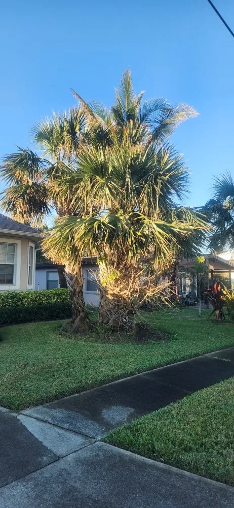 Custom yard cleanup service in Palm Bay, FL by B & C Lawn techs