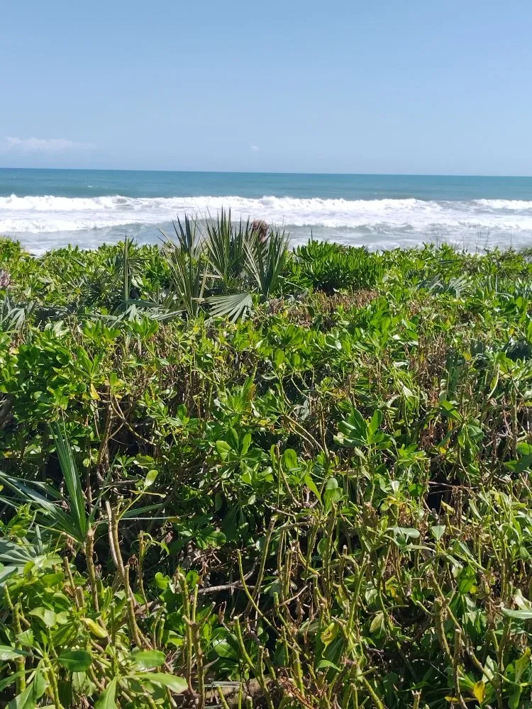 Custom lawn mowing service in Palm Bay, FL - B & C Lawn techs