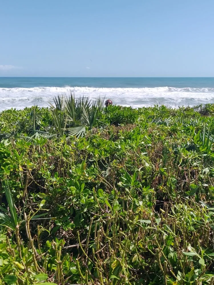 Custom residential landscaping in Palm Bay, FL by B & C Lawn techs