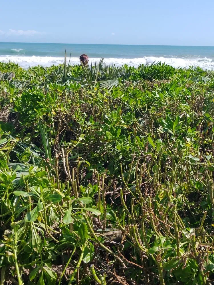 Top-rated lawn mowing service with custom design in Palm Bay, FL by B & C Lawn techs