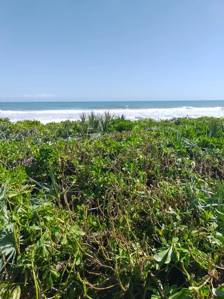 Expert outdoor landscaping in Palm Bay, FL - B & C Lawn techs