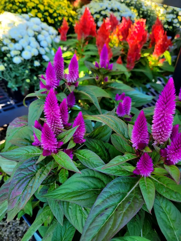 Trusted lawn mowing service in Pace, FL - B & C Nursery