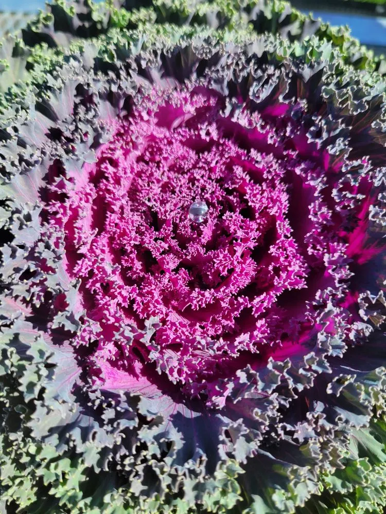 Reliable yard cleanup service in Pace, FL - B & C Nursery