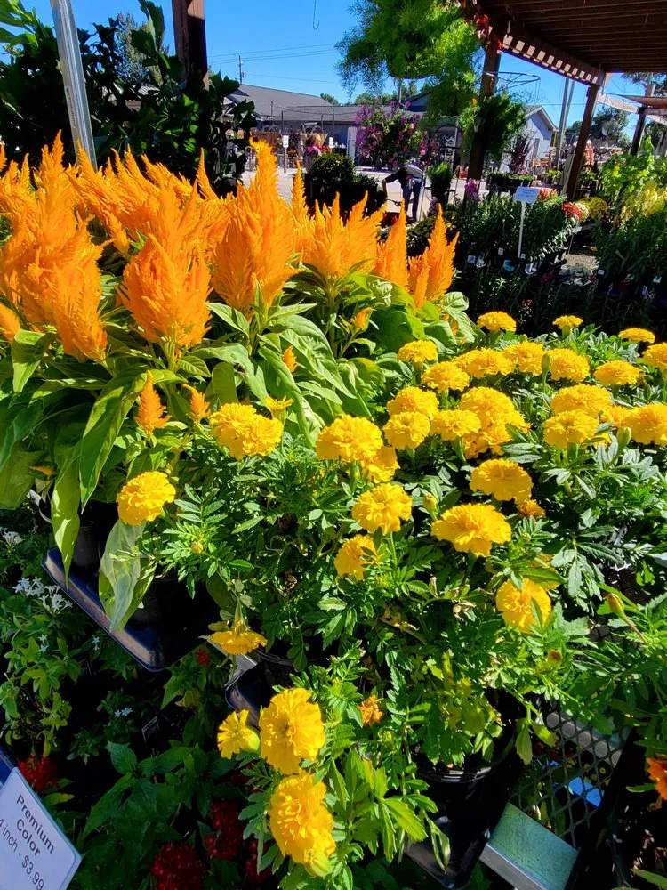 Trusted outdoor landscaping experts serving Pace, FL - B & C Nursery