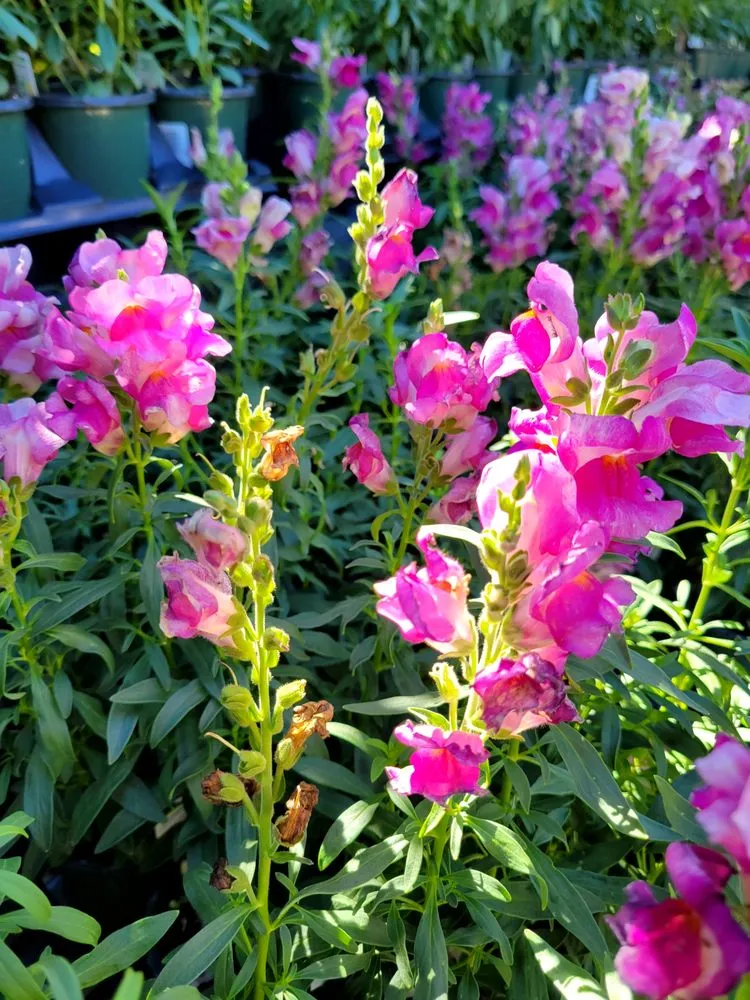 Affordable landscaping services experts serving Pace, FL - B & C Nursery