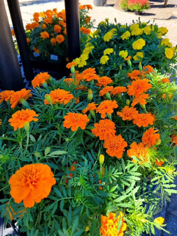 Expert lawn care service for homes in Pace, FL by B & C Nursery