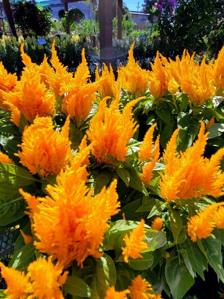 Custom landscape design in Pace, FL by B & C Nursery