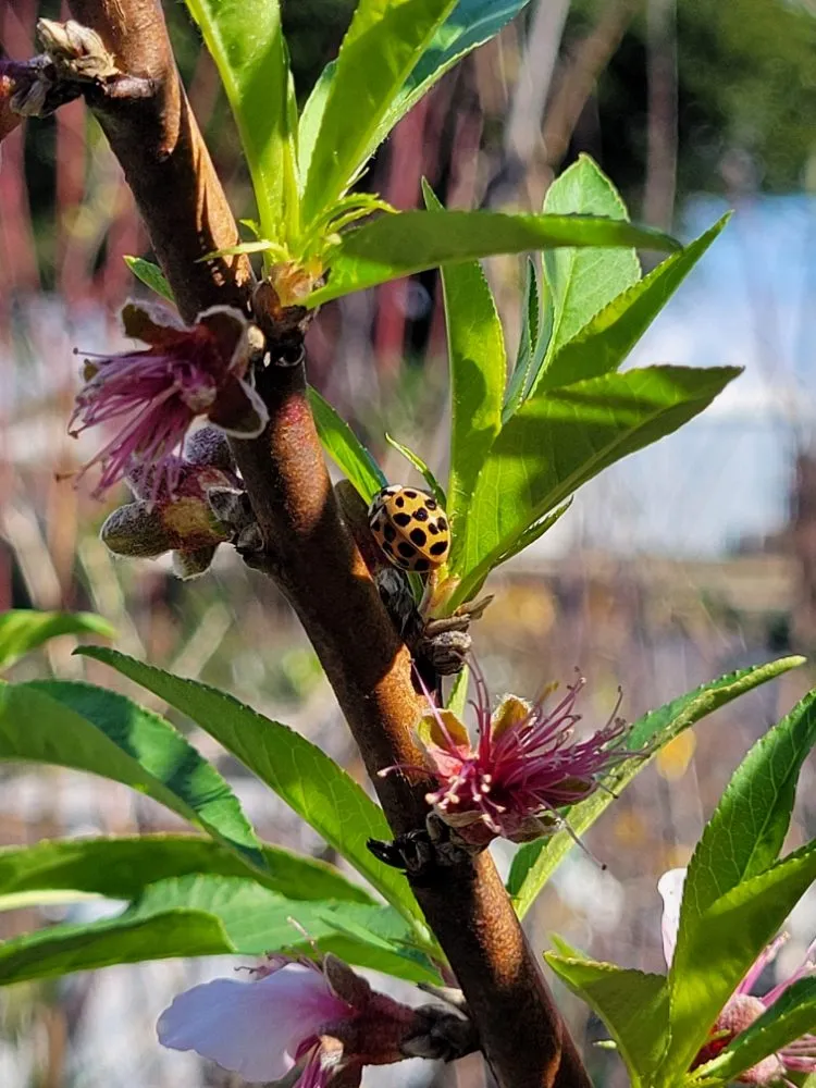 Reliable residential landscaping experts serving Pace, FL - B & C Nursery