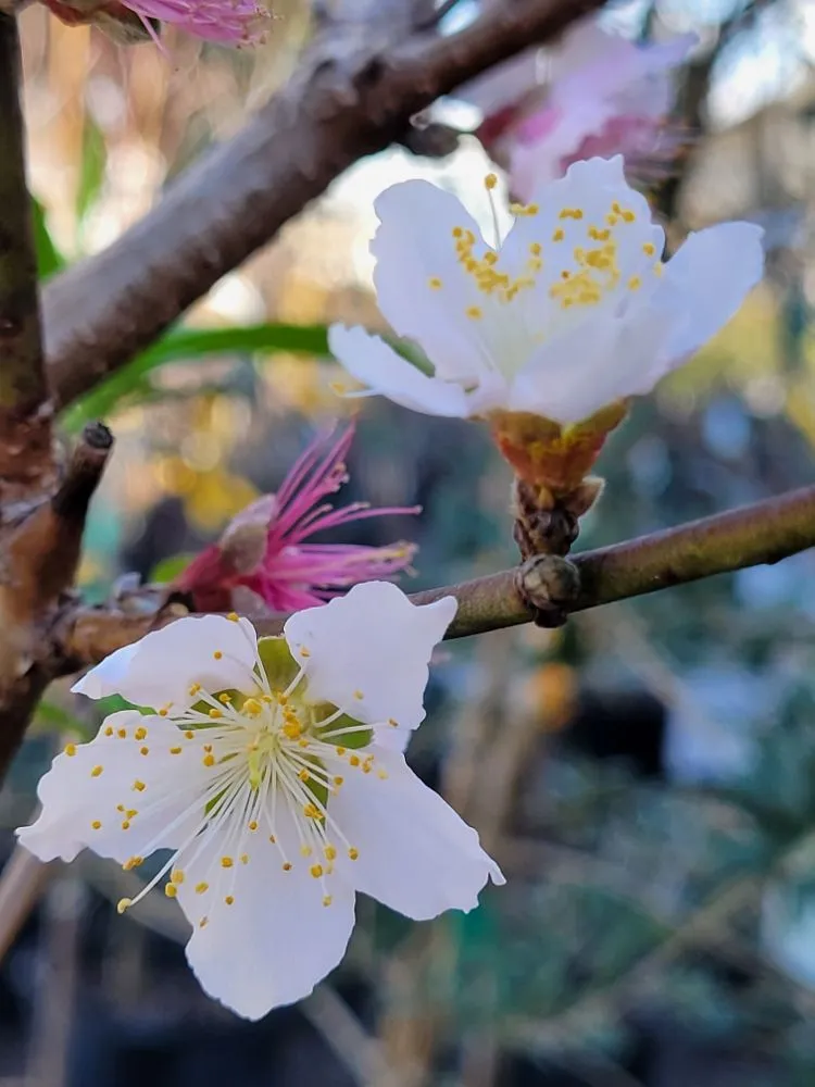 Custom garden landscaping for year-round maintenance across Pace, FL - B & C Nursery