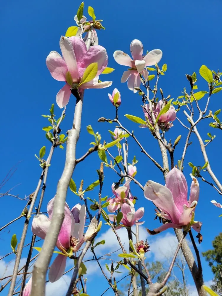 Local residential landscaping in Pace, FL - B & C Nursery