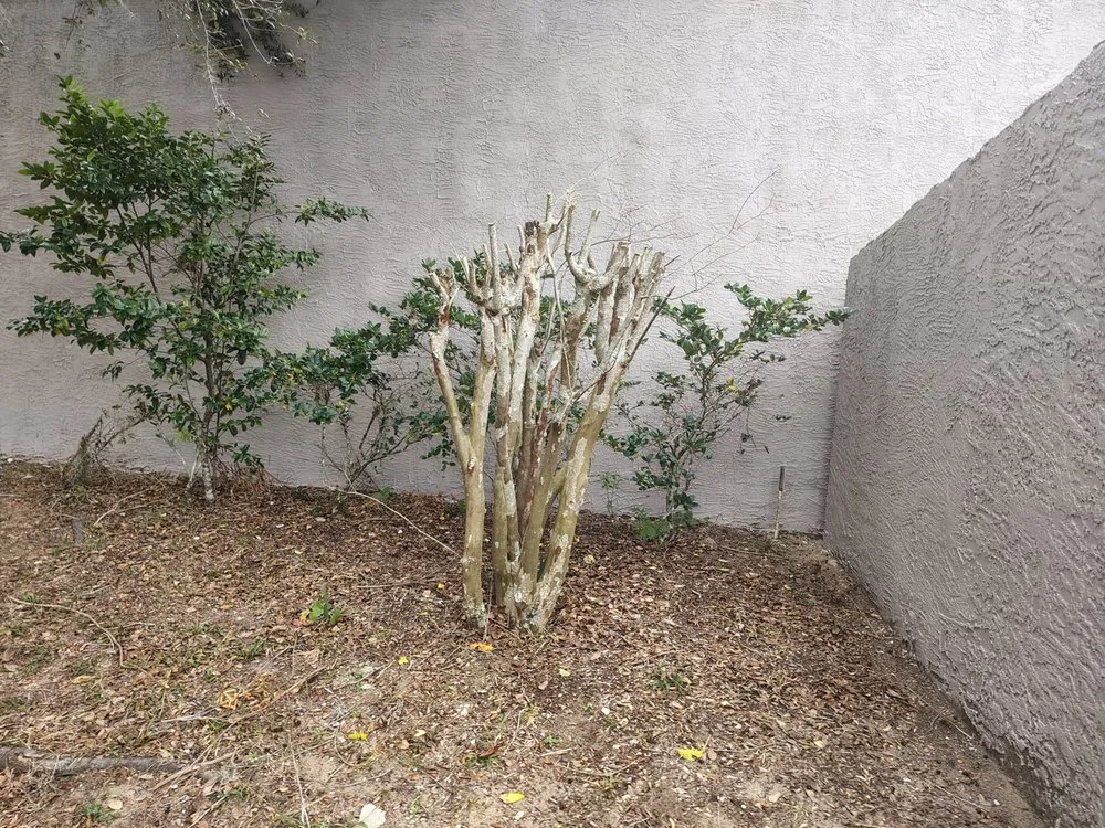 Custom residential landscaping near you across Summerfield, FL - B & D Lawn Maintenance