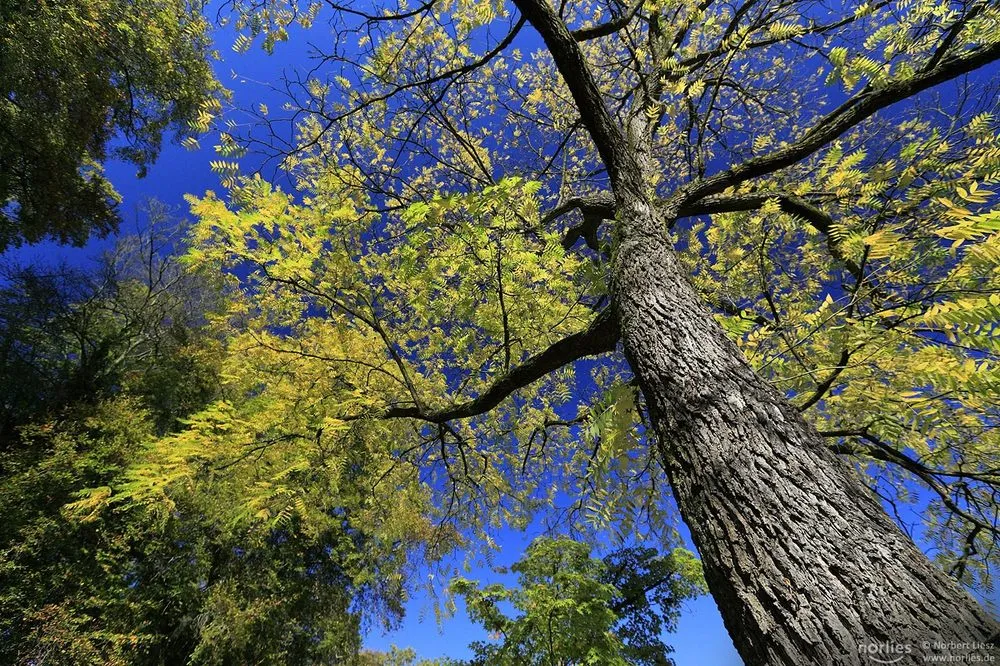 Expert lawn care service near you in Omaha, NE by B & E Tree Service