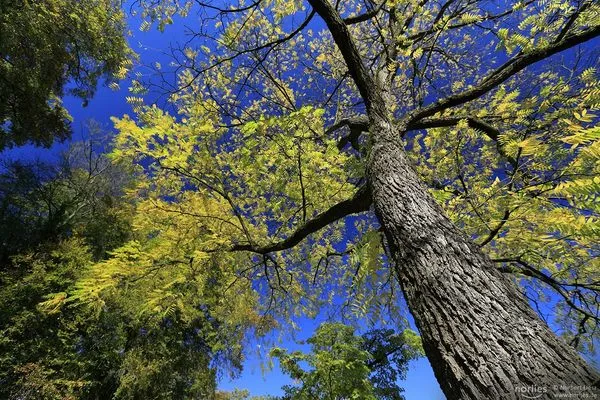 B & E Tree Service Logo