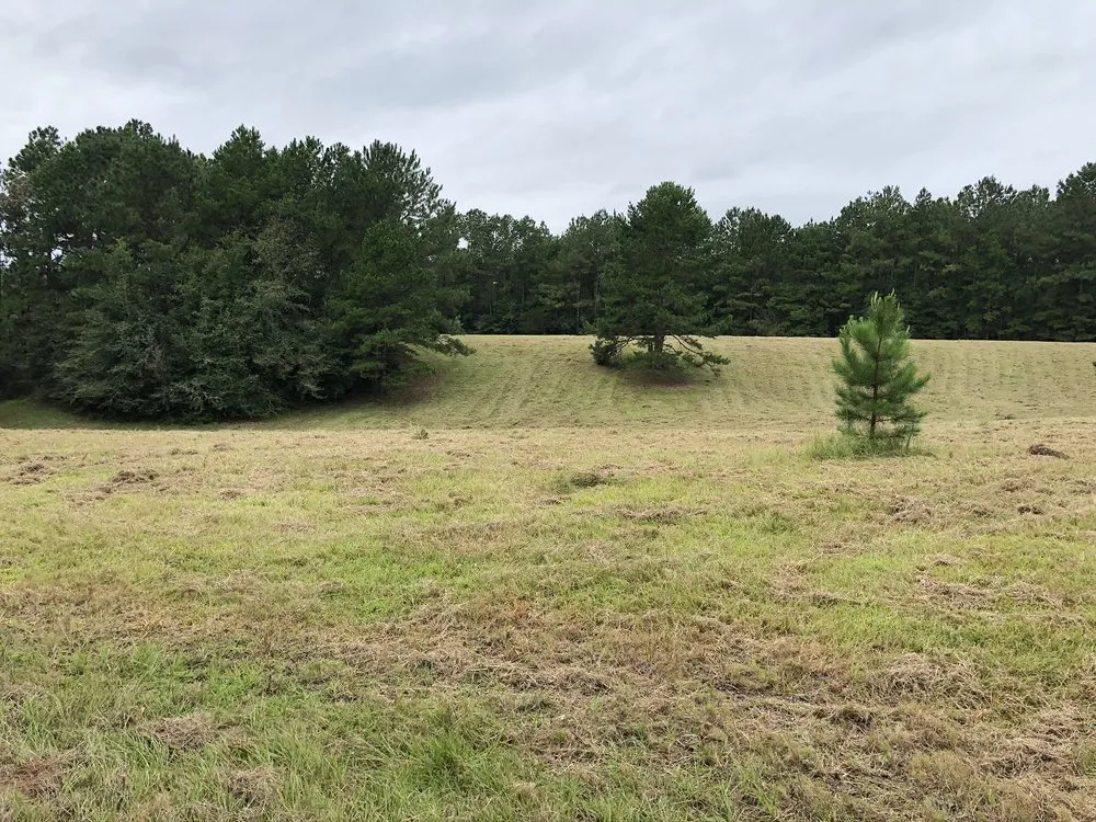 Affordable lawn care service experts serving Tylertown, MS - B & G Land Clearing Service