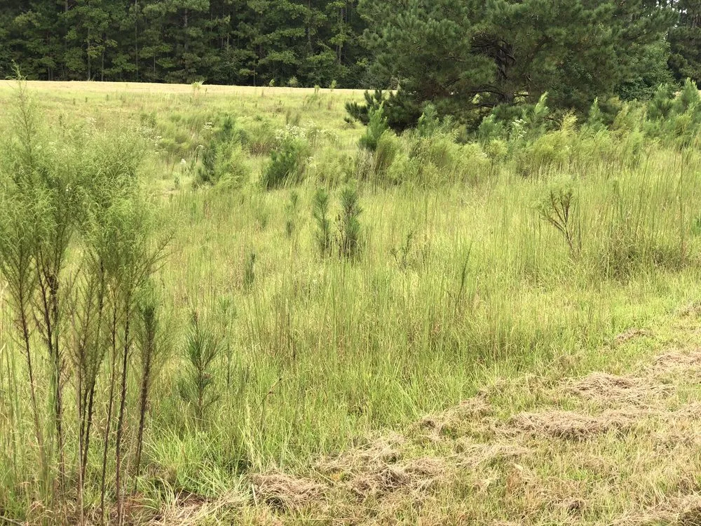 Affordable yard maintenance near you in Tylertown, MS by B & G Land Clearing Service