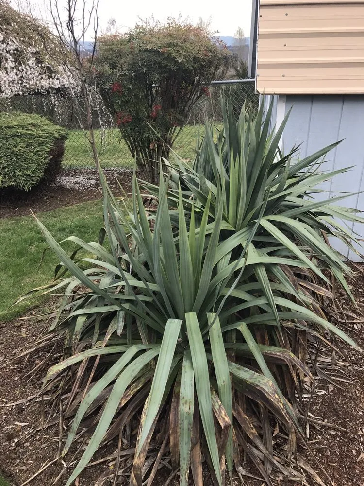 Top-rated landscape design for year-round maintenance across Auburn, WA - B & G Landscaping