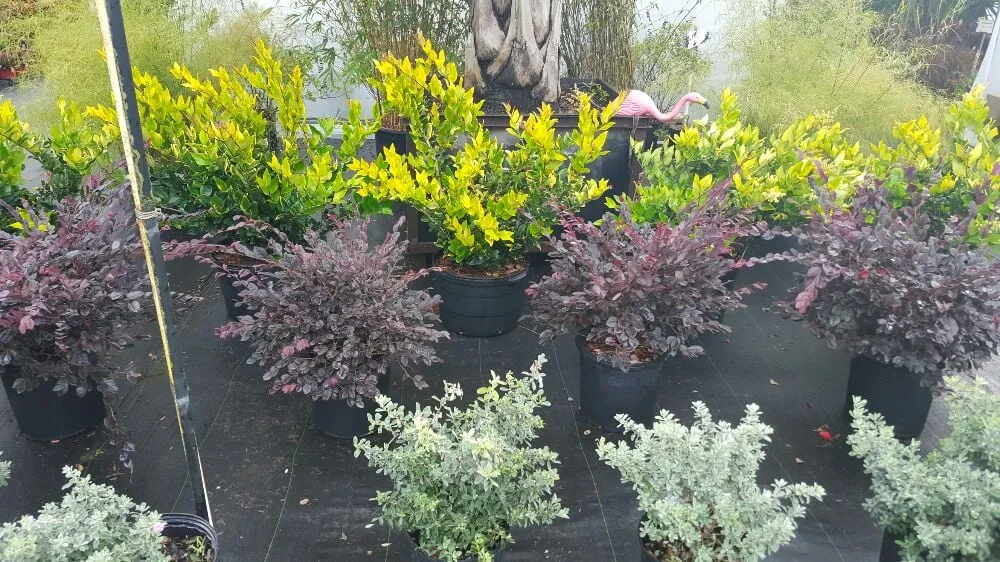 Top-rated garden landscaping in Altamonte Springs, FL - B & G Property Management and Landscaping