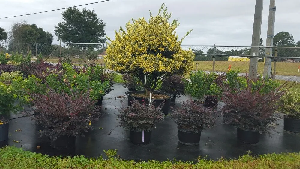 Local landscape installation for beautiful yards across Altamonte Springs, FL - B & G Property Management and Landscaping