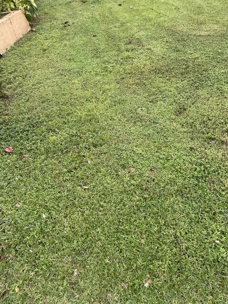 Local lawn care service for residential properties in Naples, FL by B & K Landscaping