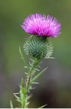 Top-rated garden landscaping for year-round maintenance across Idaho Falls, ID - B & K Professional Services