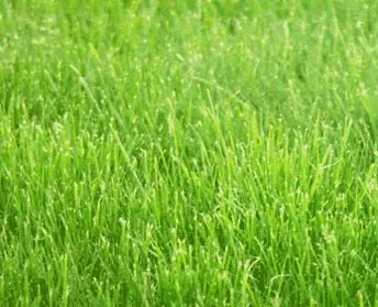 Reliable lawn mowing service near you across St. Petersburg, FL - B & K's Lawncare