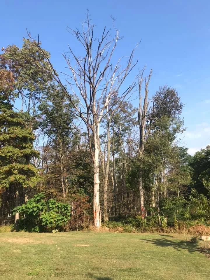 Expert yard cleanup service experts serving Palmerton, PA - B & P Reliable Tree Service