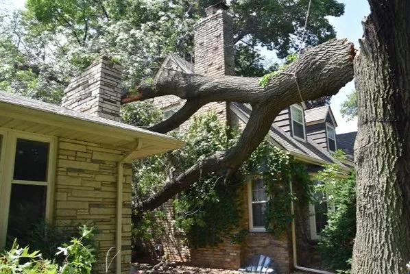 B & P Reliable Tree Service