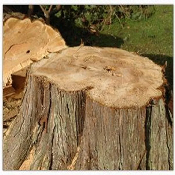 Trusted yard maintenance in Fort Wayne, IN - B & R Tree Service