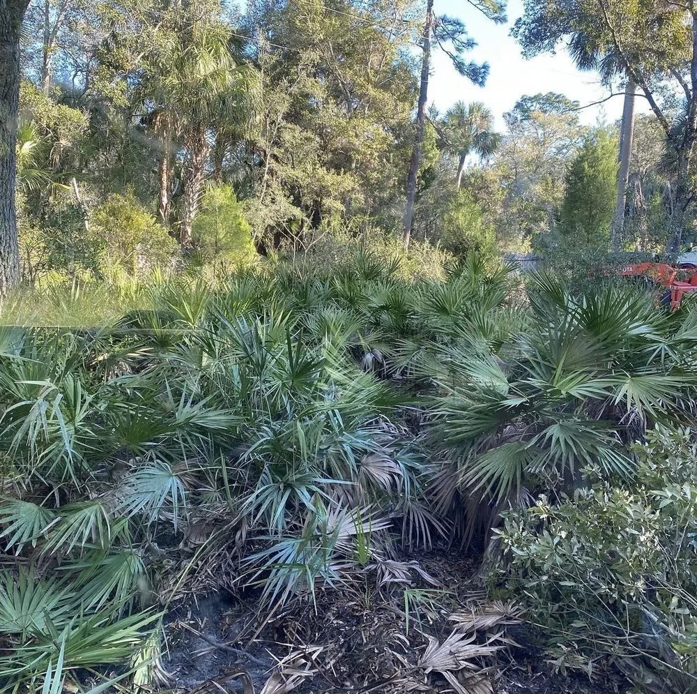 Top-rated yard cleanup service experts serving Vero Beach, FL - B & S Lawn Service