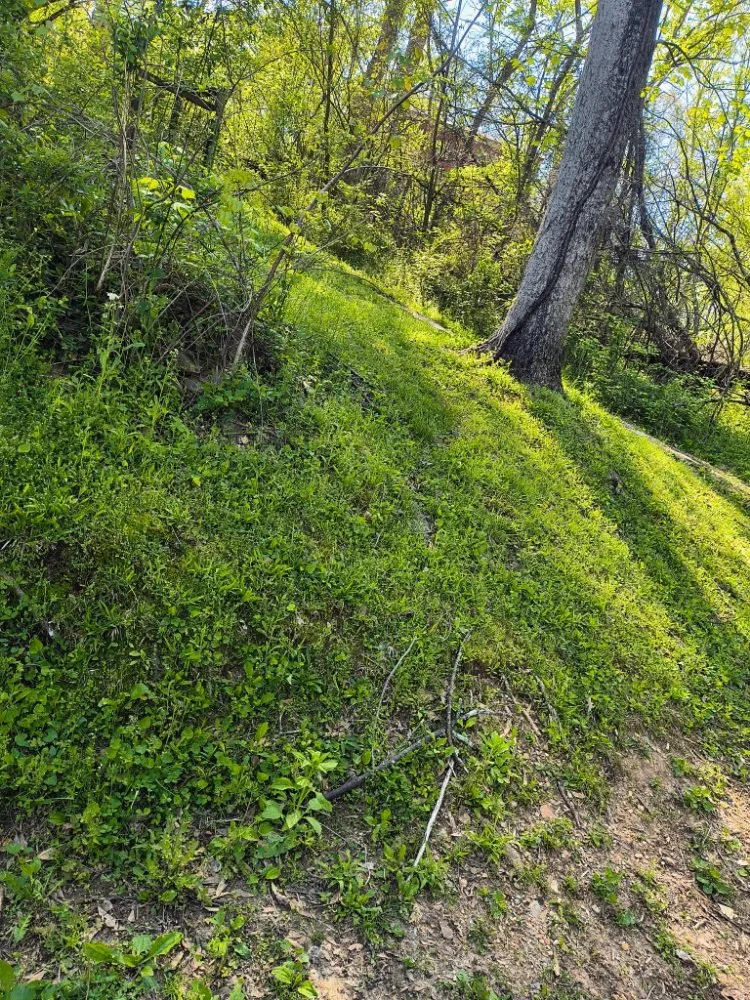 Custom lawn mowing service in Calhoun, GA by B & S Lawncare & Pressure Washing