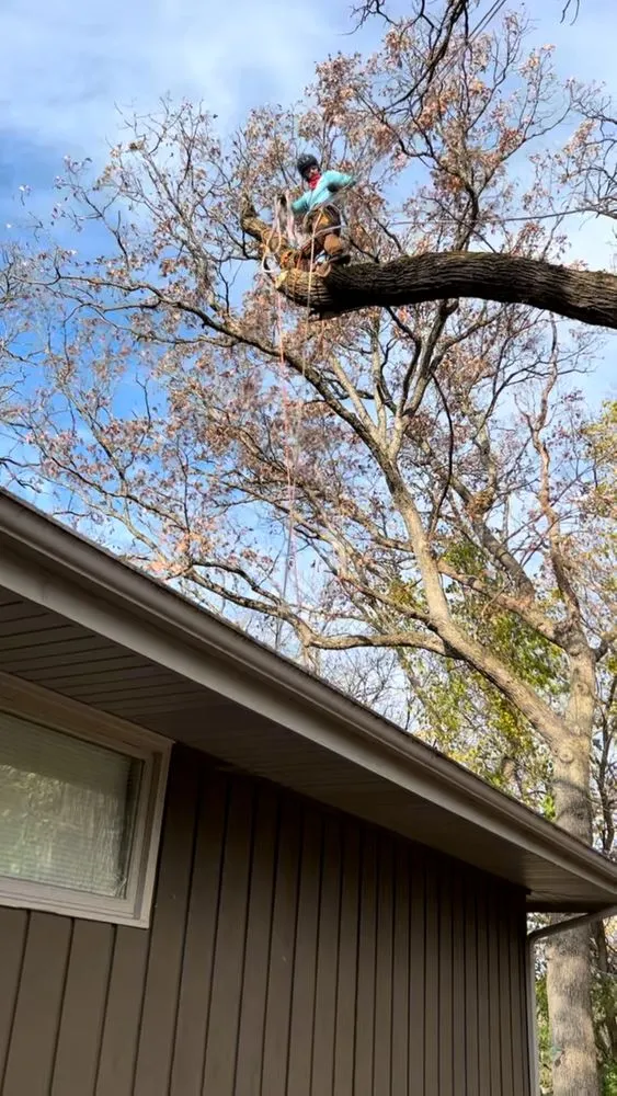 Trusted yard maintenance in Crystal Lake, IL - B & S Tree Removal