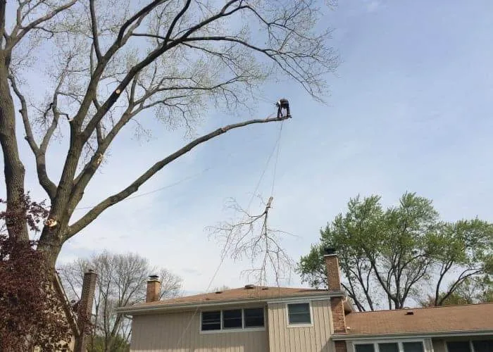 Expert landscape design in Crystal Lake, IL - B & S Tree Removal