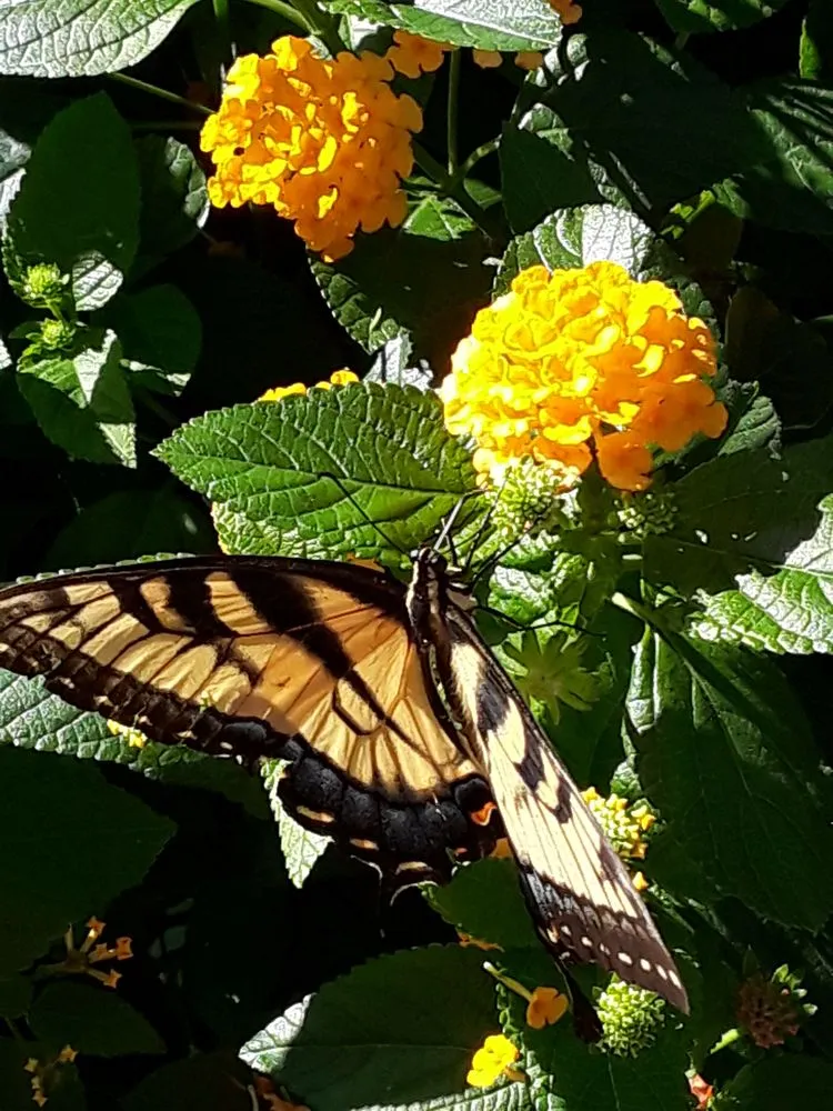 Expert yard cleanup service in Leavenworth, KS - B & T Garden Studio