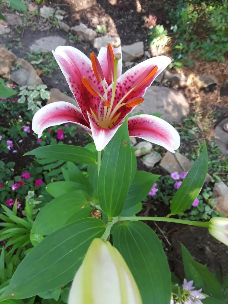 Affordable lawn mowing service for year-round maintenance in Leavenworth, KS by B & T Garden Studio