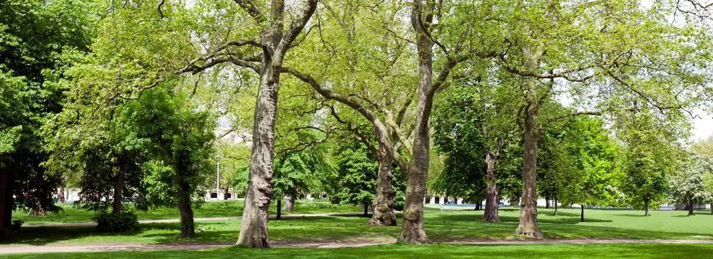 Custom lawn care service for residential properties across Sandwich, MA - B A McGuire Tree & Landscape