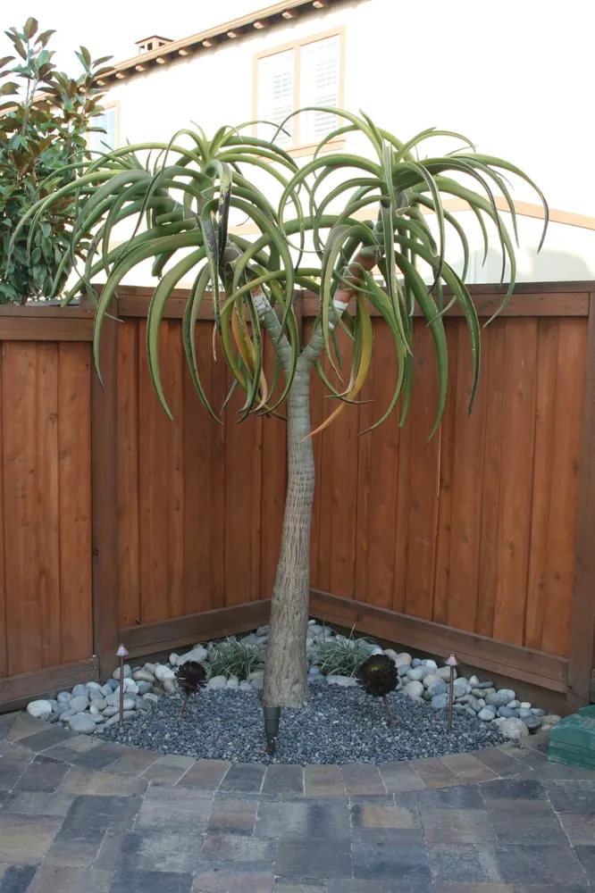 Reliable landscape installation for year-round maintenance across Pasadena, CA - B A Pavers and Landscape