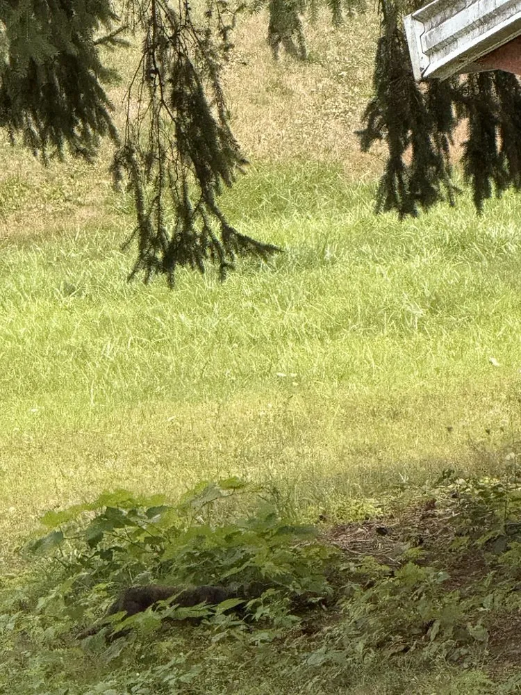 Local yard maintenance in Clearfield, PA by B And B Landscaping