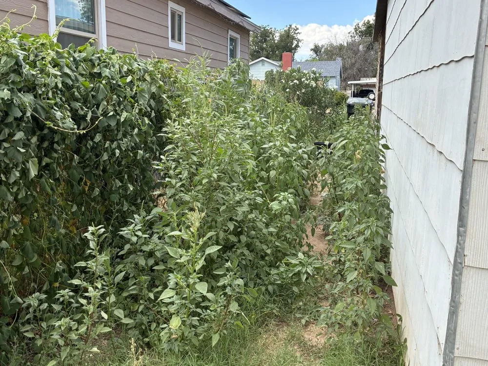 Top-rated outdoor landscaping for year-round maintenance across Carlsbad, NM - B and H Lawn Care