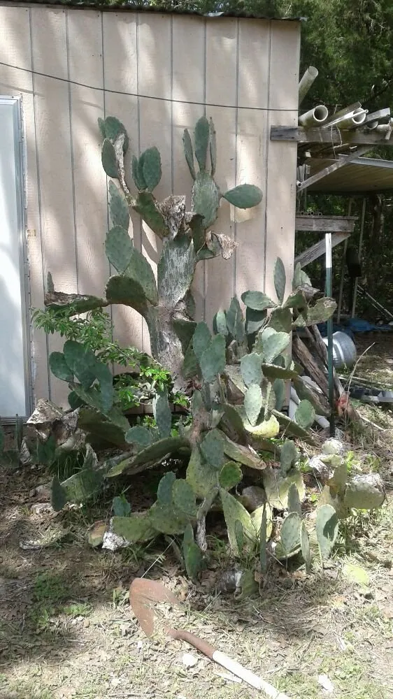 Top-rated lawn mowing service in Quinlan, TX - B and J Landscaping