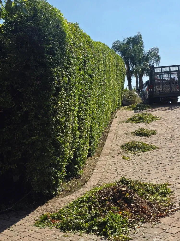 Professional lawn mowing service for beautiful yards across La Puente, CA - B and M Gardening
