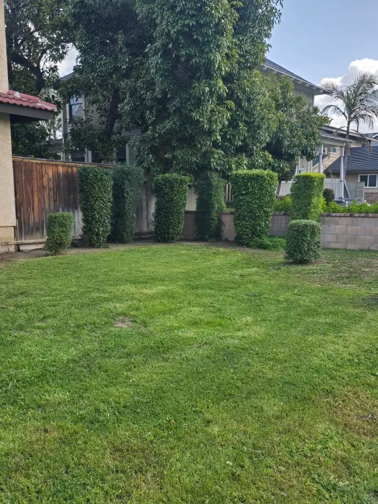 Top-rated yard maintenance in La Puente, CA by B and M Gardening