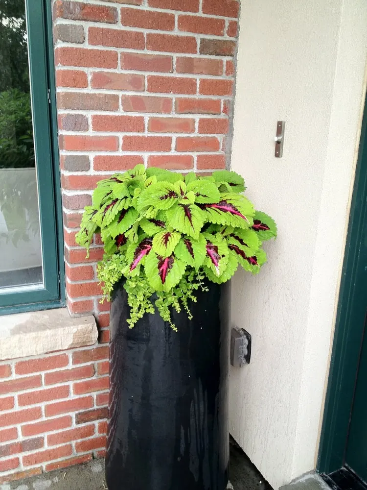 Top-rated residential landscaping for year-round maintenance across Englewood, CO - B Gardening Landscape Design