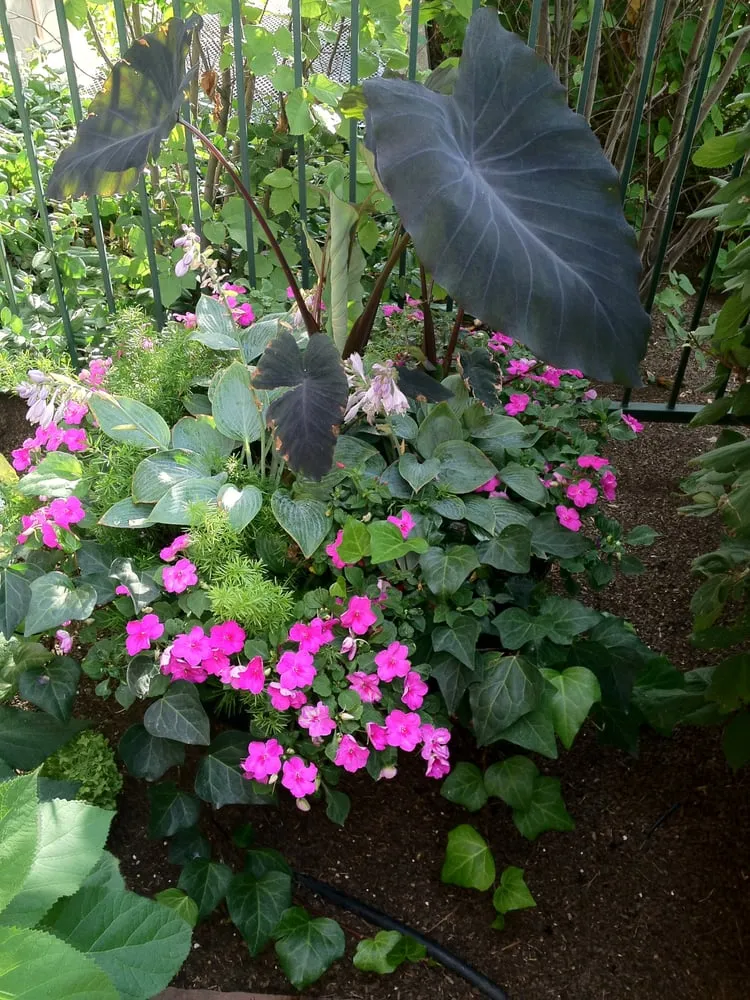 Custom landscape design for homes across Englewood, CO - B Gardening Landscape Design